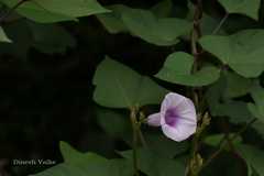 Ipomoea batatas